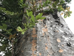 Agathis dammara