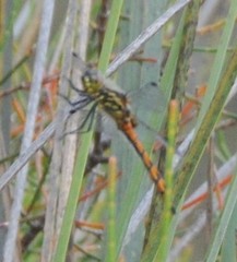 Austrothemis nigrescens