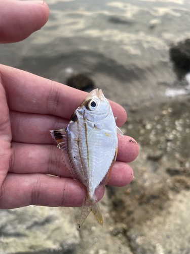 Spotnape Ponyfish
