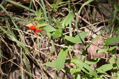 Erythranthe cinnabarina