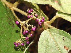 Callicarpa rubella