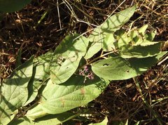 Callicarpa rubella