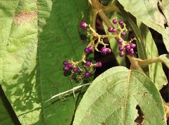 Callicarpa rubella