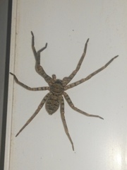 Heteropoda venatoria