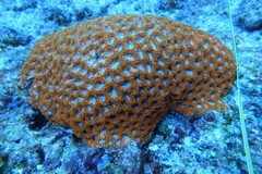 Acanthastrea