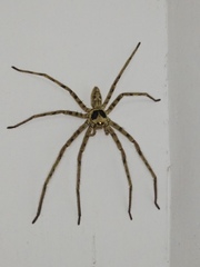 Heteropoda venatoria