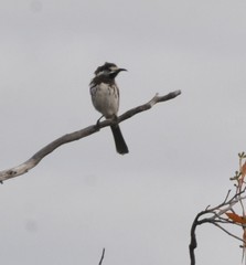 Purnella albifrons