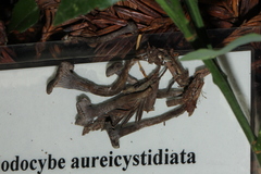 Rhodocybe aureicystidiata