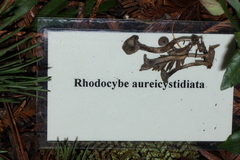 Rhodocybe aureicystidiata