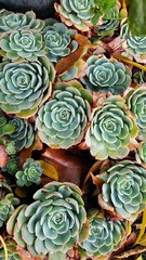 Echeveria