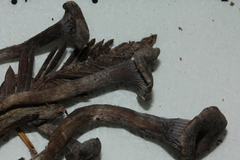Rhodocybe aureicystidiata