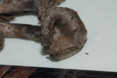 Rhodocybe aureicystidiata