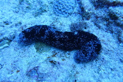 Holothuria atra