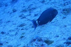 Acanthurus leucocheilus