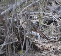 Drymodes brunneopygia