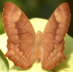 Abisara echerius