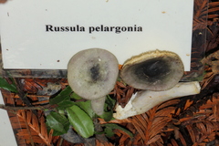 Russula pelargonia