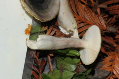 Russula pelargonia