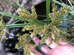 Cyperus exaltatus