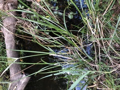 Cyperus exaltatus