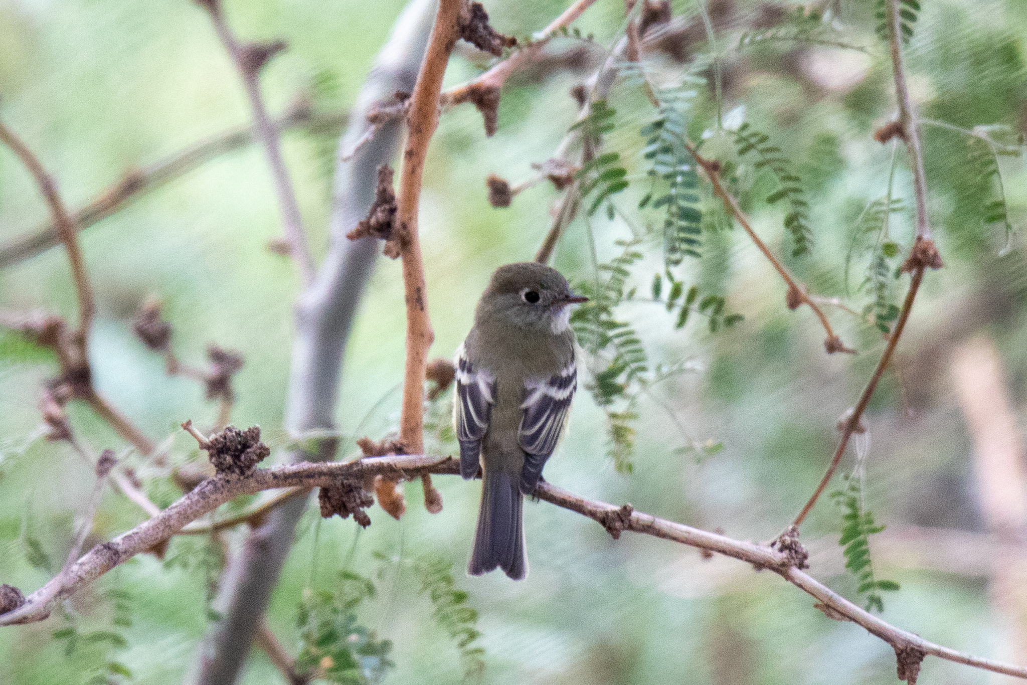 Hammond's Flycatcher (Empidonax hammondii)