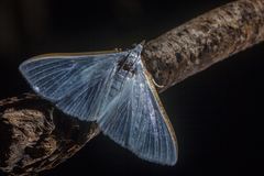 Diaphania costata