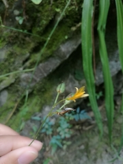 Echeandia reflexa