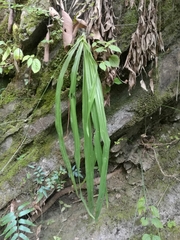 Echeandia reflexa