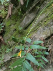 Echeandia reflexa