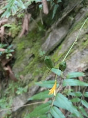 Echeandia reflexa