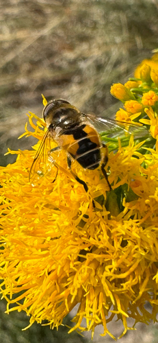 Unknown species found near Monida St, Bozeman, MT, US