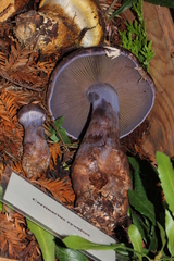 Cortinarius cyanites