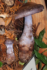 Cortinarius cyanites