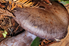 Cortinarius cyanites