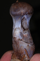 Cortinarius cyanites