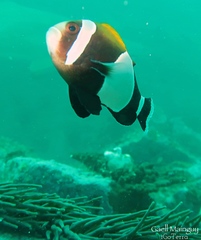 Amphiprion latezonatus