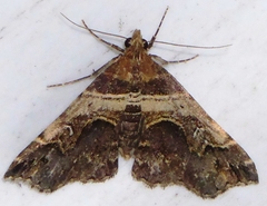 Bertula abjudicalis