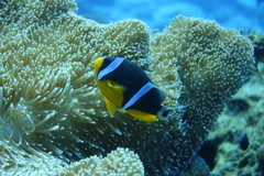 Amphiprion fuscocaudatus