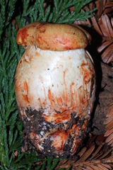 Cortinarius rubicundulus