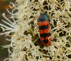 Castiarina crenata