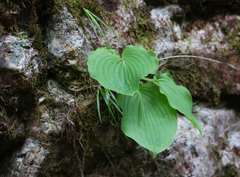 Hosta hypoleuca