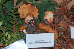 Cortinarius rubicundulus