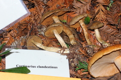 Cortinarius clandestinus