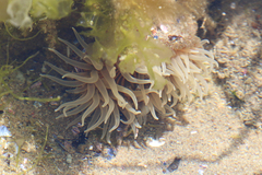 Parabunodactis imperfecta