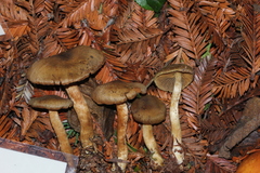 Cortinarius clandestinus
