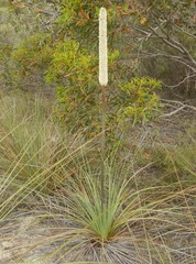 Xanthorrhoea caespitosa