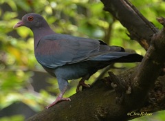 Red-Billed Pigeon photo 5