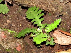 Asplenium capense