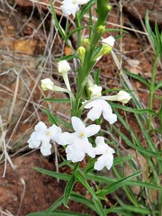 Chascanum