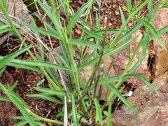 Chascanum